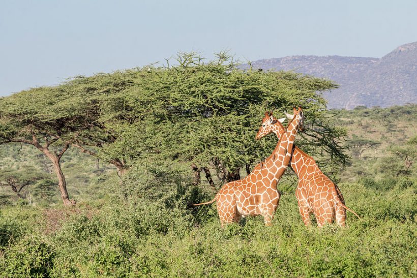1-africa-kenya-samburu-national-park-emily-wilson