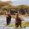 African-Travels-Lake-Naivasha-Kenia-waterbug1500