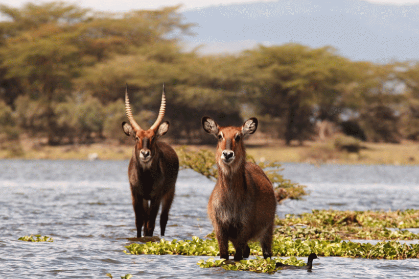 African-Travels-Lake-Naivasha-Kenia-waterbug1500