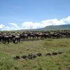 Zone de conservation de Ngorongoro (République-Unie de Tanzanie)