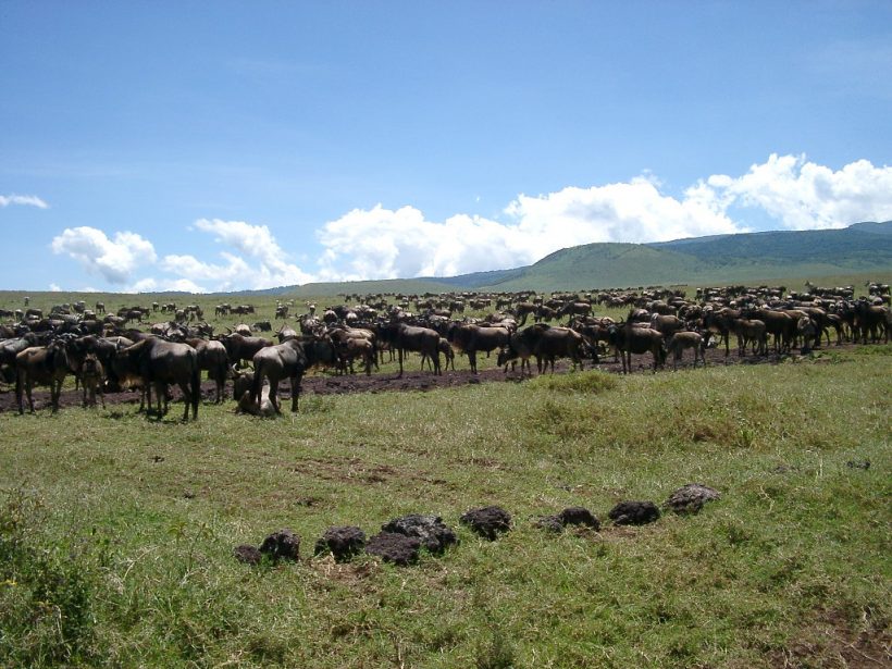 Zone de conservation de Ngorongoro (République-Unie de Tanzanie)