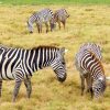 Zebras-in-Amboseli-National-Park