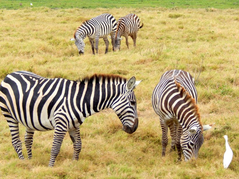 Zebras-in-Amboseli-National-Park