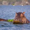hippos-naivasha
