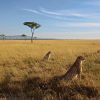kenya-masai-mara-cheetah