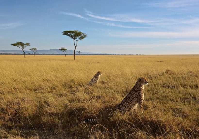 kenya-masai-mara-cheetah