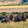 Mara-elephants