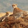 masai-mara-cheetahs